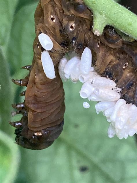 Braconid Wasps Parasitic Pollinators We Like Them Lay Their Eggs Inside Tomato Hornworms