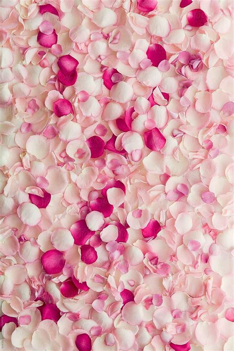 Rose Petal Background This High Resolution Stock By Ruth Black From