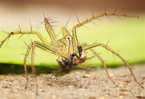 Free Images Nature Insect Fauna Invertebrate Close Up Arachnid