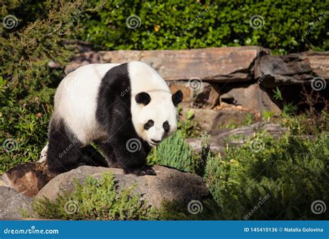 Giant Panda Ailuropoda Melanoleuca Or Panda Bear Close Up Of Giant