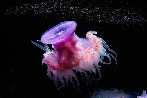 Crown Jellyfish Reaching For The Stars Monterey Bay Aquarium Mg9405