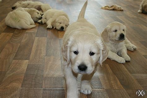 Hence he crossed one of his yellow retriever with an extinct breed namely tweed water spaniel. Golden Retriever Puppies by xxnoxiousxx on DeviantArt