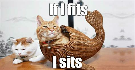 If I Fits I Sits Cat Meme Cat Planet Cat Planet