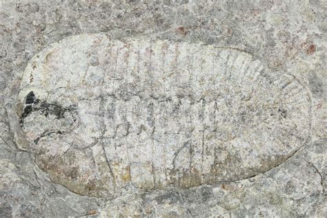 28 Bathyuriscus Fimbiatus Trilobite With Cheeks Utah 114178 For