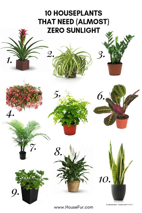 10 Houseplants That Need Almost Zero Sunlight Coole Zimmerpflanzen