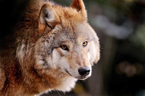 Maybe you would like to learn more about one of these? Wolf HD Wallpaper | Background Image | 3000x1990 | ID ...