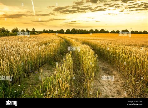 Path In Wheat Field At Sunset Farm Land With Crops Agricultural