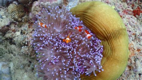 Beautiful Magnificent Anemone With Clownfishes Youtube