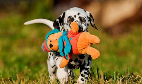 Brinquedos Interativos Para Cães Dicas Sobre O Assunto
