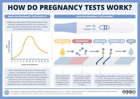 compound interest how do pregnancy tests work