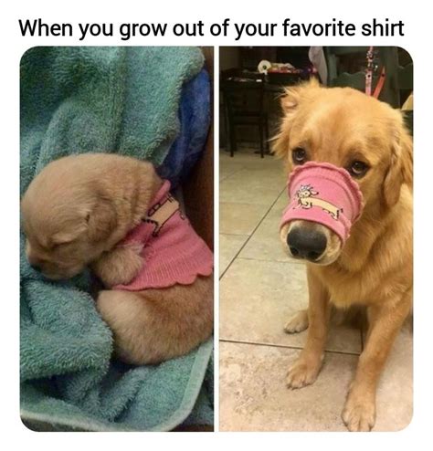 Funny Animal Memes Clean 2021 We May Complain About Working But Lets