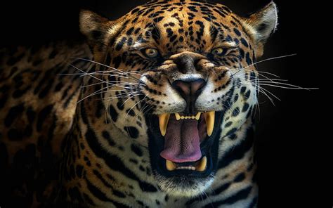 Jaguar Face Roar