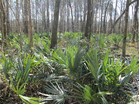 South Carolina Possible Sabal Palmetto Native Range