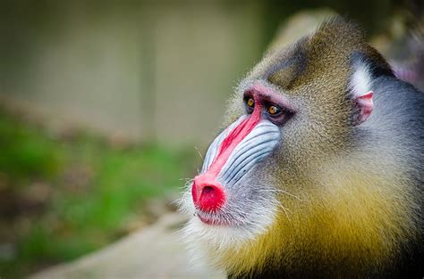 Free Photo Animal Close Up Cute Monkey Primate Wildlife One