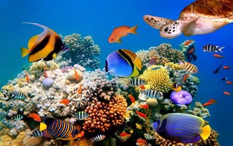 Underwater World Corals Wallpaper Hd Widesreen 520x3250