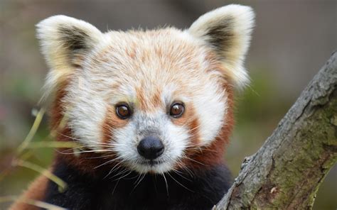 Free Download Red Panda Full Hd Wallpaper And Background 1920x1200