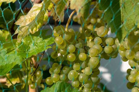 White Grape On The Vine Stock Photo Image Of Growing 228623192