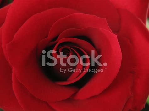 Red Rose Closeup Stock Photo Royalty Free Freeimages