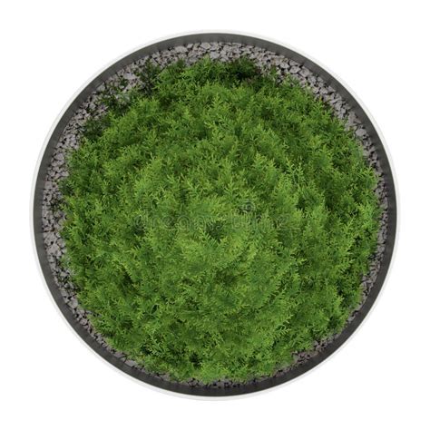Top View Of Thuja Plant In Pot Isolated On White Stock Illustration
