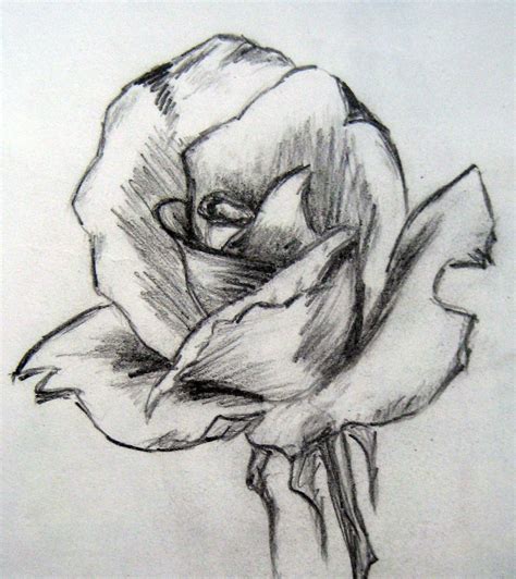 Sketching Rose Sketches Drawings Easy Charcoal Drawings Pencil