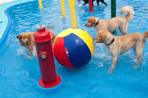 Canine Cove Dog Daycare Luxury Dog Kennels Dog Hotel