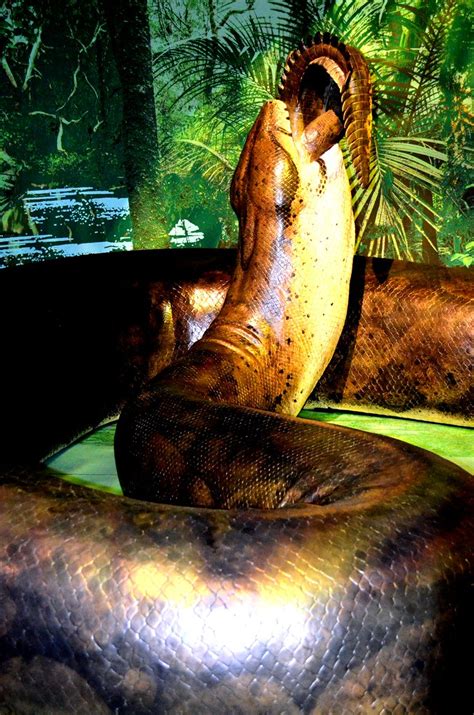 26365 Model Of Worlds Largest Snake Titanoba Hes Eat Flickr