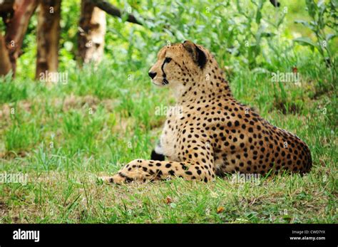 Cheetah Resting In The African Savanna Stock Photo Alamy