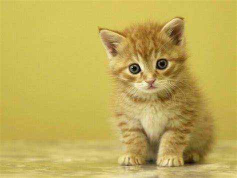 10 Most Popular Cute Kitten Pictures Free Full Hd 1920×1080 For Pc