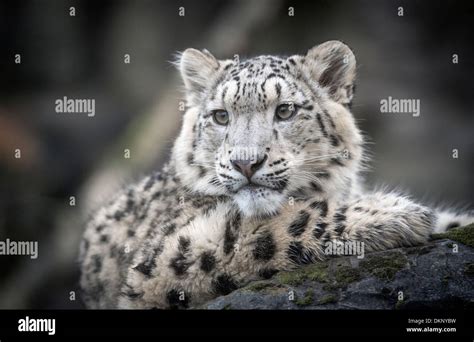 Leopard Ears Hi Res Stock Photography And Images Alamy