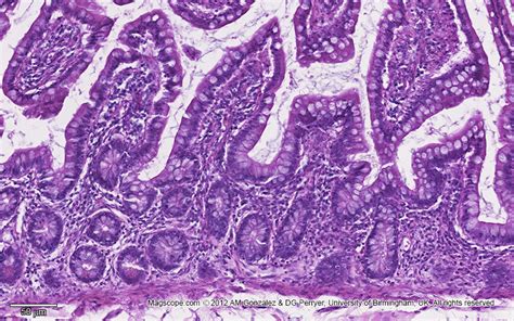 Histology Slide Download