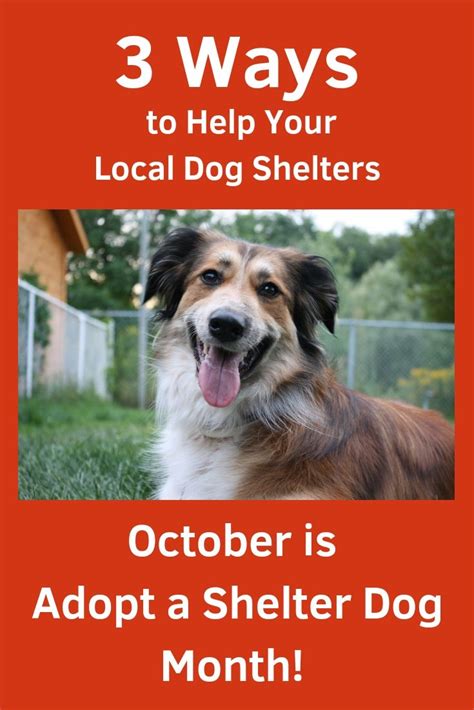 3 Ways To Help Your Local Dog Shelters October Is Adopt A Shelter Dog