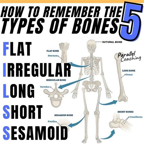 How To Remember The 5 Types Of Bones Acronym For Anatomy Exam