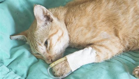 Diabetes With Ketoacidosis In Cats Symptoms Causes And Treatments