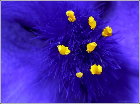 The tropical flower names covered in the following article will help bring you face to face with some of the most beautiful creations on earth. NAMES OF BLUE FLOWERS. NAMES OF - COLORING PICTURES OF FLOWERS