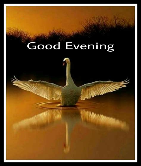 Good evening image by Maajid | Good evening messages, Evening greetings, Evening pictures