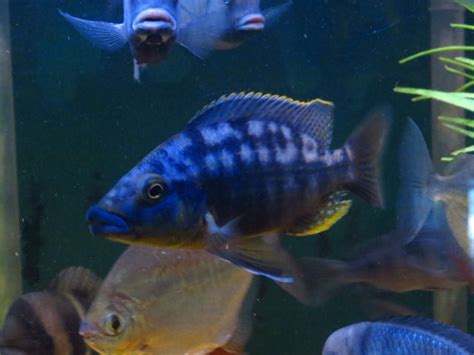 Home Page Daytona Aquarium Cichlid Express