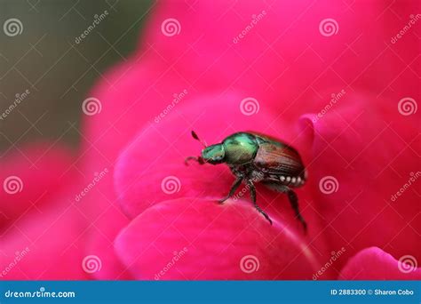 Japanese Beetle On Rose Stock Photo Image Of Colorful 2883300