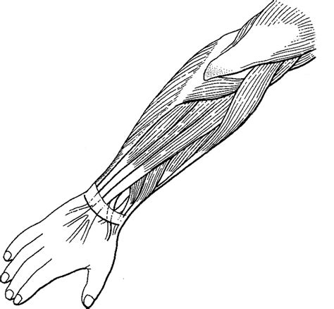 Label And Color The Muscles Of The Arm Extensors