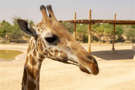 Beautiful Giraffe Face Close Up Of Giraffe Head In Zoo Stock Photo