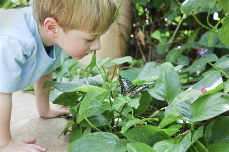 Butterfly Boy 002 Tucson Attractions