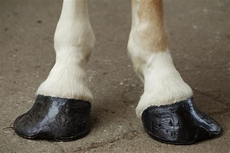 The ankle can be twisted at a sharp. Club Foot in Horses - Symptoms, Causes, Diagnosis ...