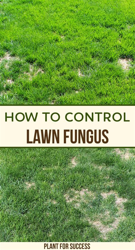How To Control Lawn Fungus In 2021 Lawn Care Tips Lawn Care Lawn