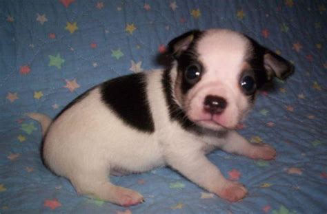Ckc Male Chihuahua White And Black Puppy 4 Wks Old For Sale In