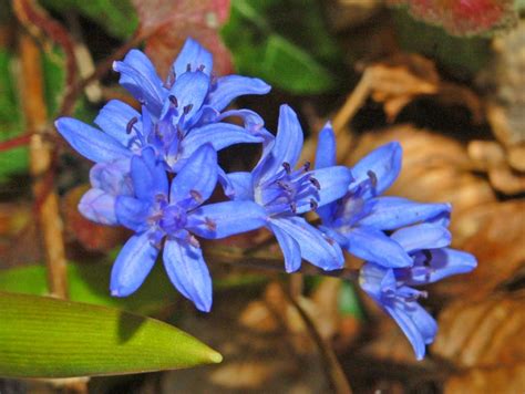 Find fiori acquatici pictures and fiori acquatici photos on desktop nexus. Il giardino delle Naiadi: BULBOSE PER GIARDINI ACQUATICI, DIERAMA PENDULUM