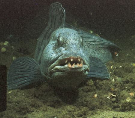 Know your seafood: Atlantic Wolffish – Turner's Seafood