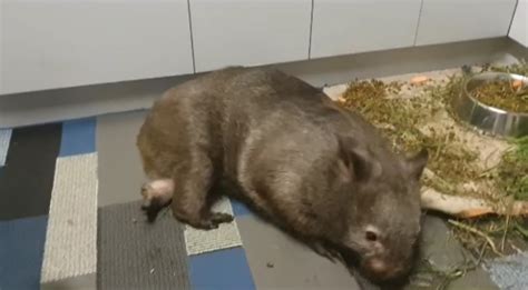 Rescued Wombat Is Too Lazy To Take His Meals And His Antics Has