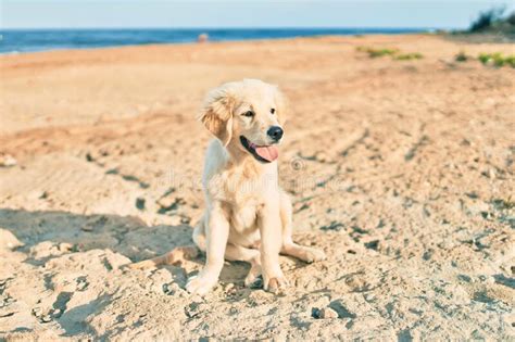 Beautiful And Cute Golden Retriever Puppy Dog Having Fun At The Beach