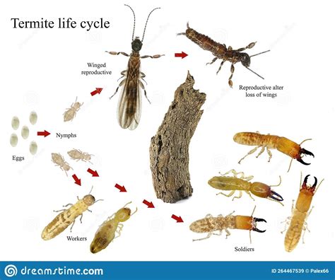 Termites Life Cycle Stock Image Image Of Control Jaws 264467539