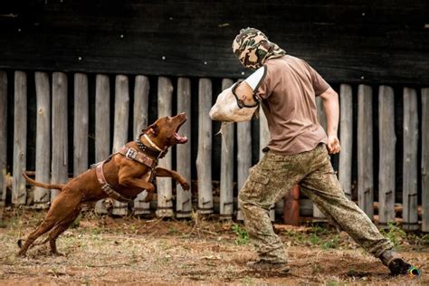 Anti Poaching Dogs Help To Save Endangered Rhinos In South Africa