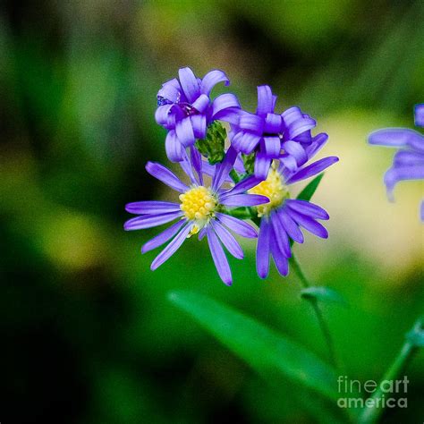 Purple Forest Floor Flower By John Bartelt